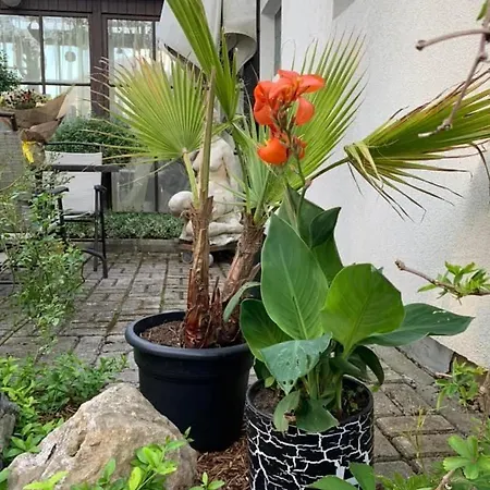 بيت للعطل Jaani 2